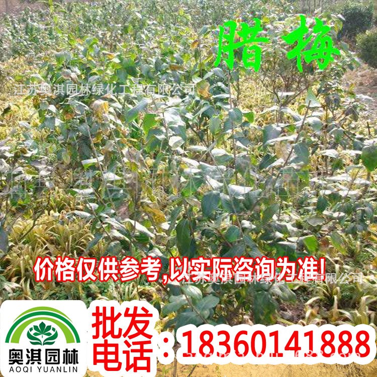 出售臘梅 落葉灌木 寒梅 雪梅 冬梅 臘梅樹木 臘梅樹苗 叢生臘梅