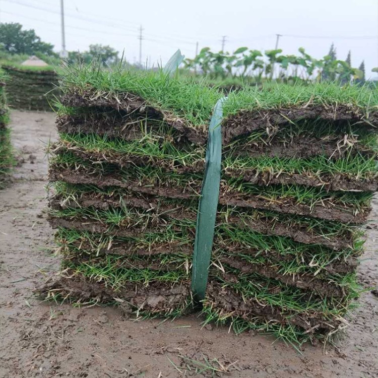 四季青果嶺草皮 草綠化馬尼拉批發(fā)苗 果嶺草方便耐用園林植物