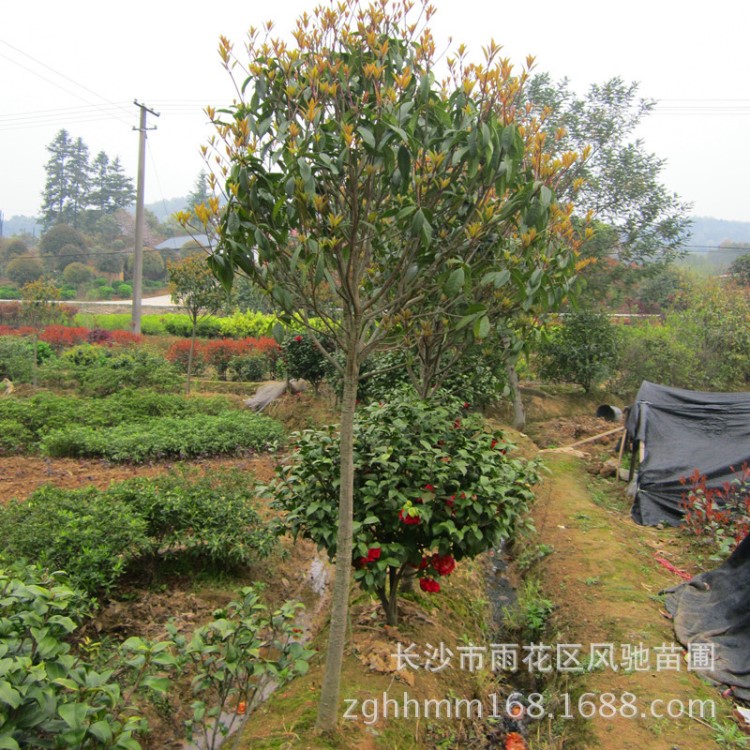 苗木基地供應(yīng)綠色植物花卉丹桂    適應(yīng)各地種植的3公分丹桂