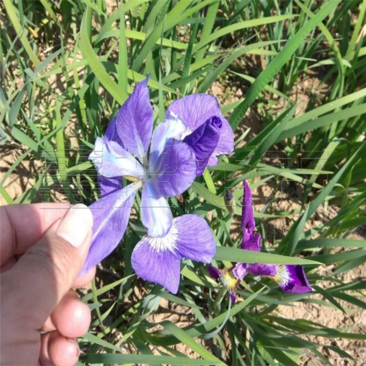 營養(yǎng)杯馬藺 耐踐踏地被植物 基地直銷馬蘭別稱馬藺