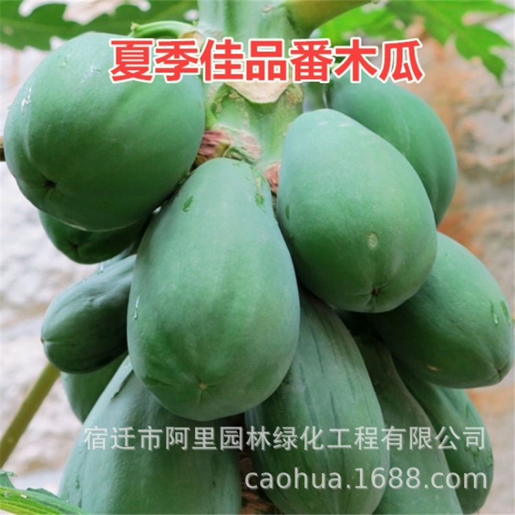 番木瓜種子海南紅心木瓜籽營(yíng)養(yǎng)豐富的庭院陽臺(tái)果樹種四季易種20粒