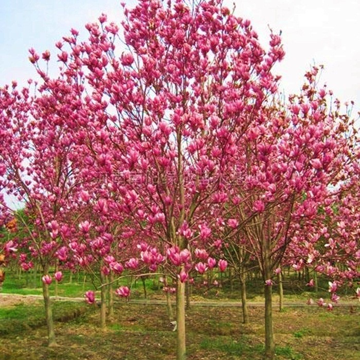 紫玉蘭樹苗 白玉蘭苗 黃玉蘭 玉蘭花苗 紅玉蘭小苗 庭院綠化苗木