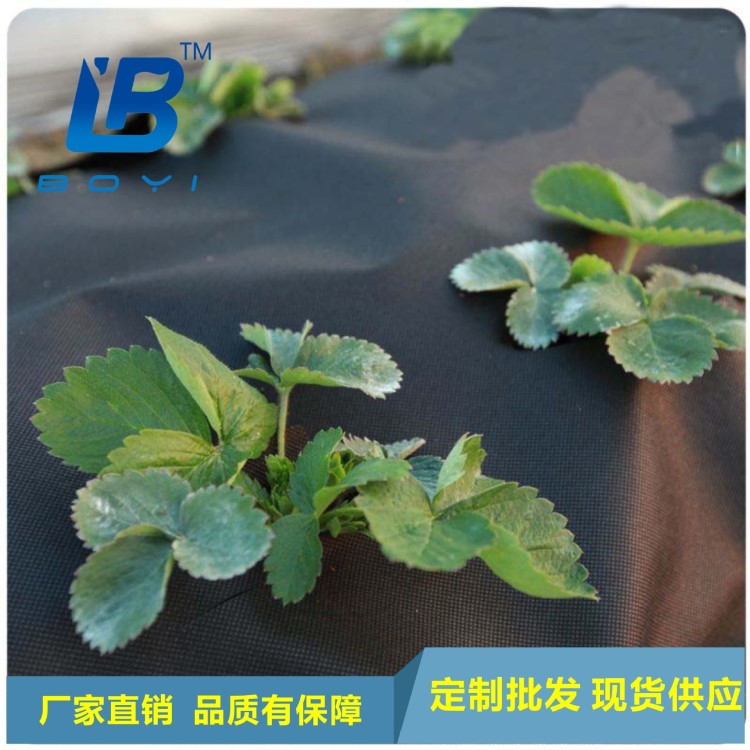 廠家直銷  農(nóng)用果園除草無紡布  抗老化透水保溫保濕保肥防草地布