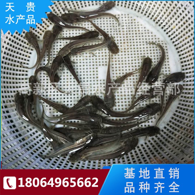 供應(yīng)批發(fā)大口鯰魚苗 雜交大口苗 南方大口鯰魚，鯰魚苗