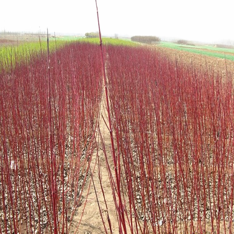 红瑞木 大量出售红瑞木 红瑞木新价格  江苏红瑞木直销基地