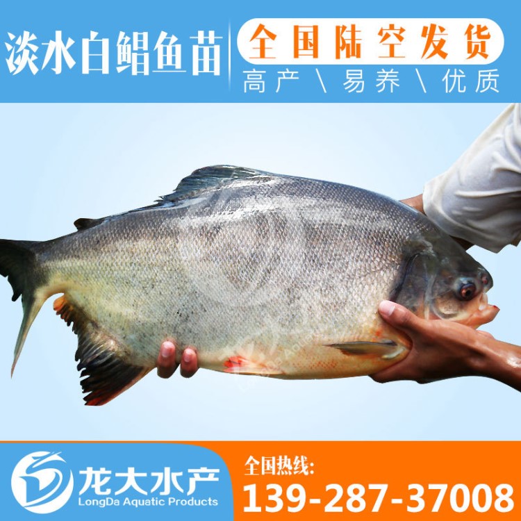 【大量】5~6厘米 淡水白鯧苗 鯧魚苗 自然越冬 生命力強(qiáng)