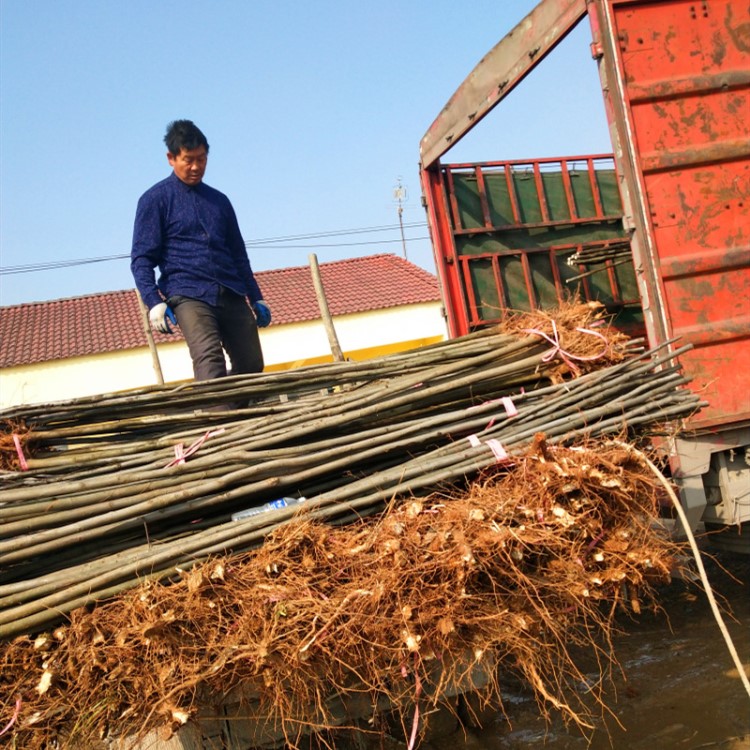 銷售黃山欒樹(shù)木欒、欒華樹(shù) 河南欒樹(shù)  湖北欒樹(shù)批發(fā)，價(jià)格美麗