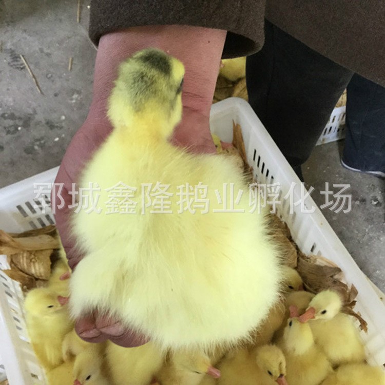 山東廠家批發(fā)健康鵝苗 四川白鵝鵝苗 成活率高 歡迎來電【圖】