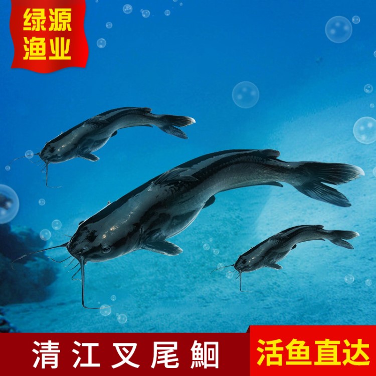 斑點叉尾鮰 鮮活淡水梭邊魚  湖北長陽水產(chǎn)品鉗魚 清江叉尾鮰