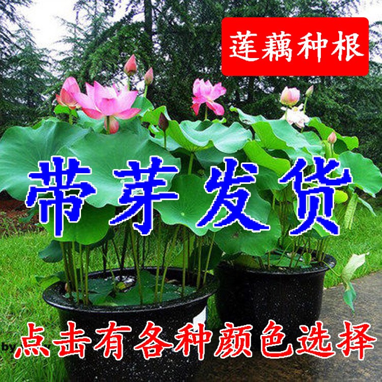 蓮藕種根水生植物 荷花種藕碗蓮大睡蓮 重瓣綠色園林植物當(dāng)年開(kāi)花