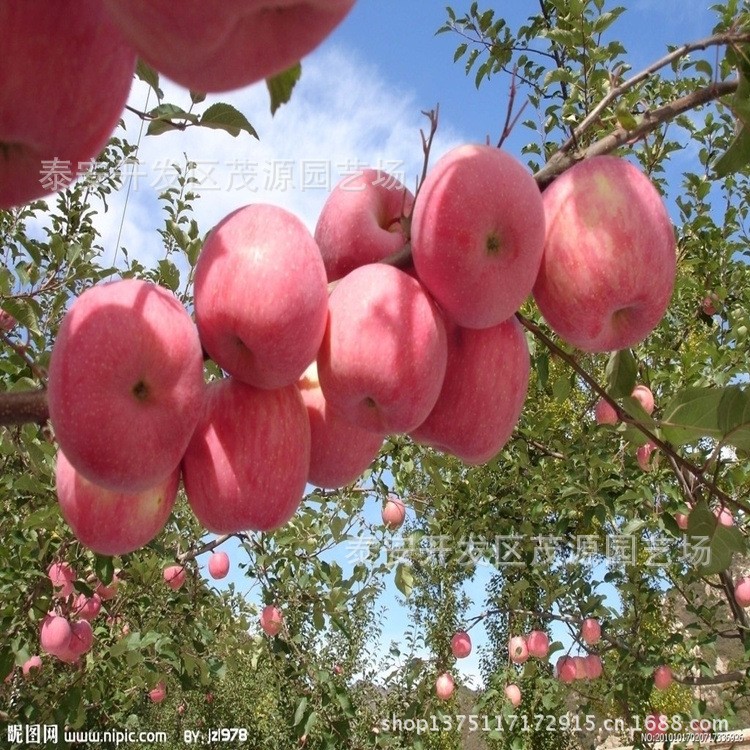 处理寒富苹果苗，矮化苹果苗，短枝苹果苗，实生苹果苗