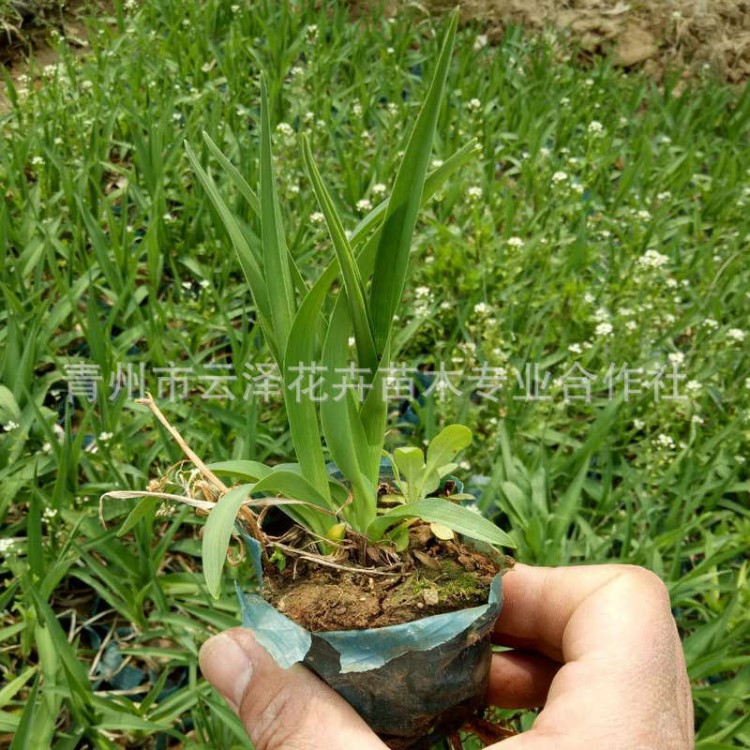 大花金娃娃萱草 盆栽鴻運萱草  青州花卉大花萱草 營養(yǎng)缽紅運萱草