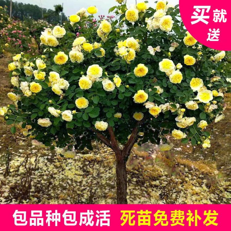 庭院盆栽地栽綠植花卉高桿樹(shù)狀樹(shù)形樹(shù)樁月季樹(shù)大花月季玫瑰樹(shù)苗