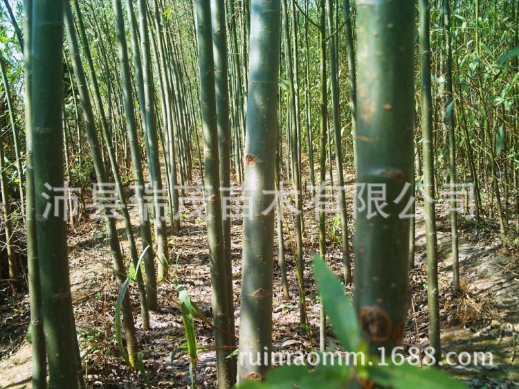 江蘇 山東 河南 安徽  浙江 竹柳基地  速生柳2-15公分