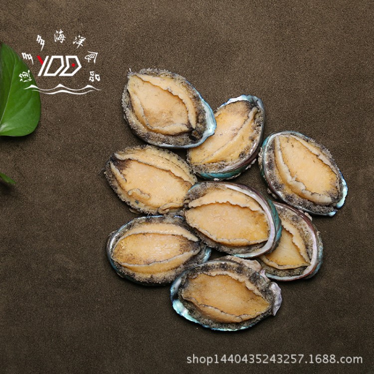 產(chǎn)地直供新鮮去齒去肚帶殼熟凍鮑魚即食鮑魚鮮活福建大連鮑魚加工