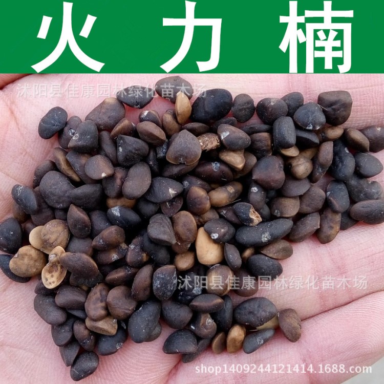 林木種子批發火力楠種子醉香含笑種子楠木火力蘭實景拍攝