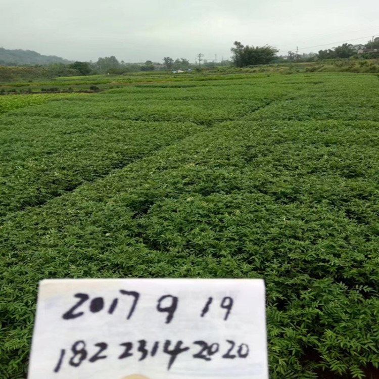 墊江九葉青花椒樹木批發(fā) 九葉青花椒一年樹木 南方種植 量大從優(yōu)