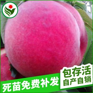 廠家出售 毛桃新品種果樹苗 大果型產(chǎn)量超越2號桃果樹苗