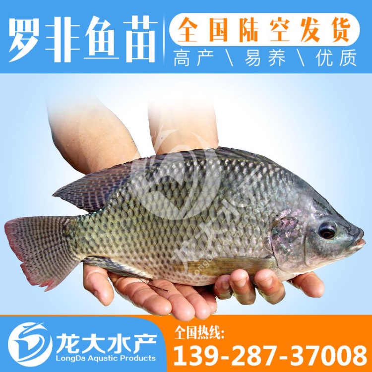 【現(xiàn)貨出售】羅非魚苗 羅非水花  供應(yīng)  各種規(guī)格  新吉富