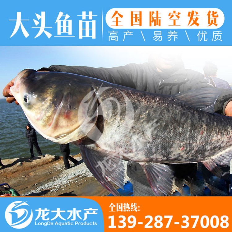 鳙魚(yú)苗 大頭魚(yú)苗 花鰱苗 胖頭魚(yú)苗