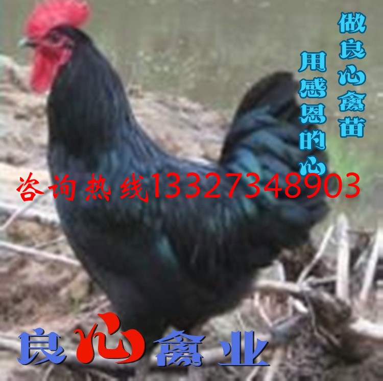 新品黑土雞苗黑鳳雞大種肉雞苗跑山雞苗鵝苗蛋雞苗小雞仔活體