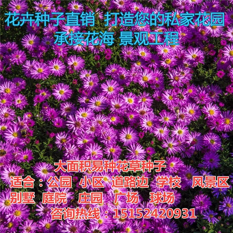 翠菊種子 江西臘 七月菊種子 四季播混色重瓣單瓣景觀花海草花