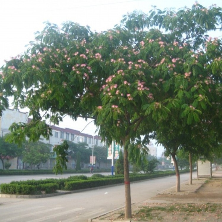 合歡樹(shù)苗 庭院花卉植物芙蓉樹(shù) 絨花樹(shù)苗合歡苗合歡小苗遮陰樹(shù)木