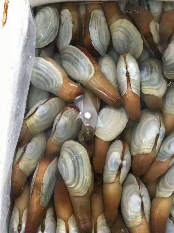 新鮮象拔蚌 鮮活 大蚌 45斤/每件