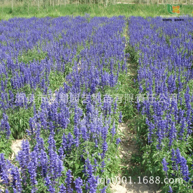 廠家直銷(xiāo)批發(fā) 藍(lán)花鼠尾草 一串蘭 四季薰衣草 生產(chǎn)批發(fā) 花卉種子