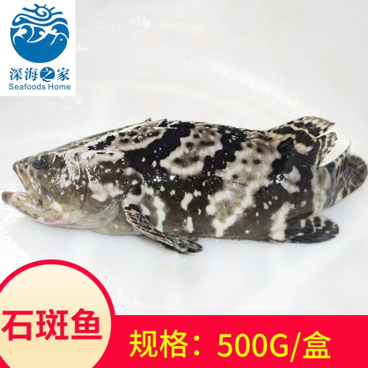 批發(fā)福建新鮮活石斑魚(yú) 鮮活餐廳家用食材鮮活石斑魚(yú)龍膽