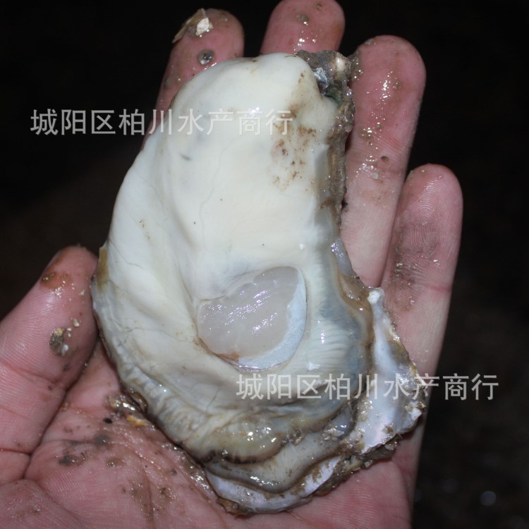 野生鮮活海蠣子/生蠔/牡蠣、海鮮貝類水產(chǎn)品