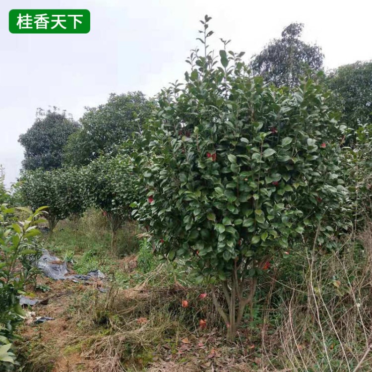 基地批發(fā)茶花苗 多品種茶花盆栽 四季青茶花樹苗