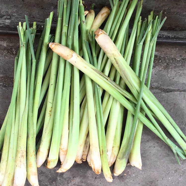 鮮香茅草 云南特產野菜批發 香味獨特 云南山茅野菜 產地批發