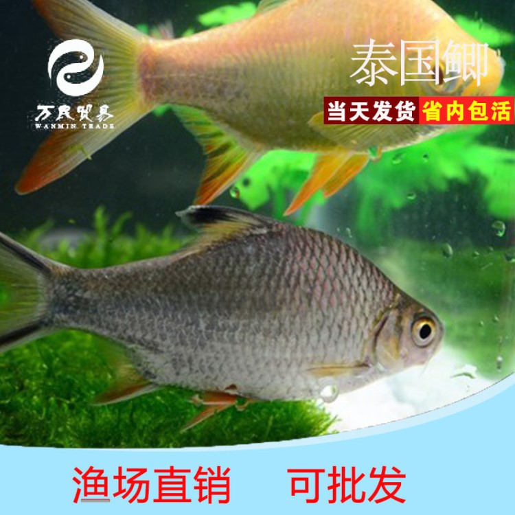 泰國鯽魚 雙線側(cè)活體 銀元寶雙線側(cè) 金元寶 混養(yǎng) 大型魚 觀賞魚