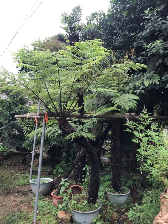 黑桫椤/桫椤/笔筒树 圭化纪植物 热带雨林荫生植物 热带雨林景观