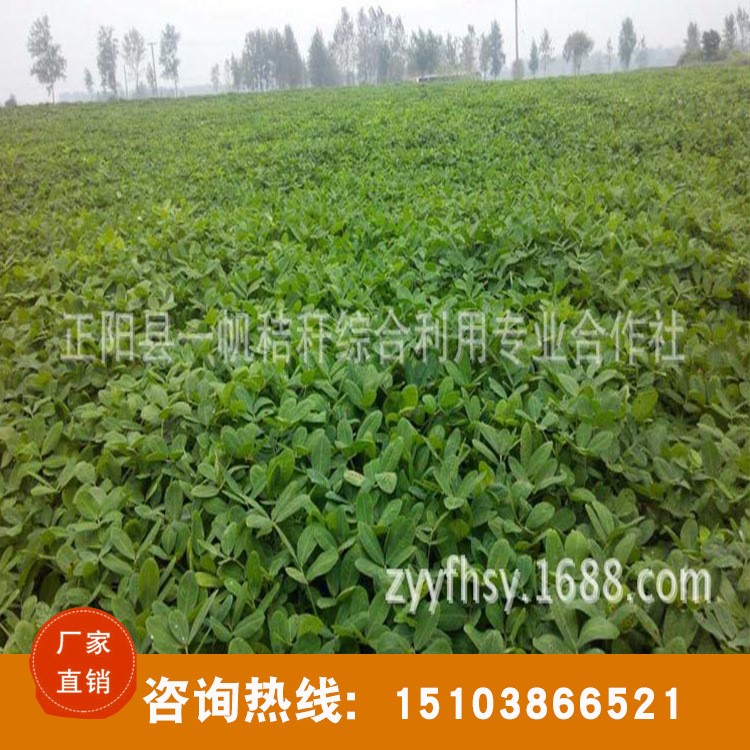 河南廠家供應(yīng) 花生殼粉飼料 草粉 羊草 花生秧飼料 支持混批