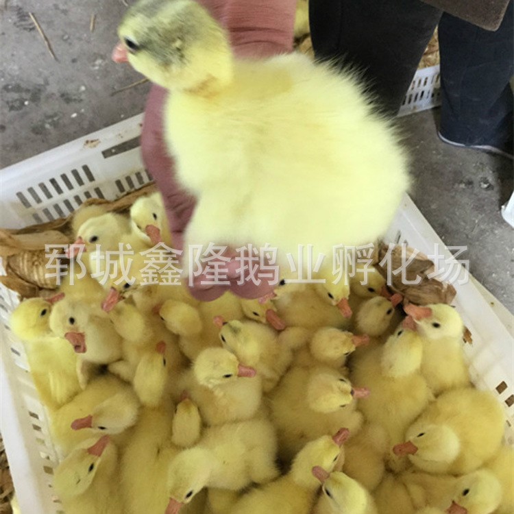 養殖場直銷 健康四川鵝苗 易成活鵝苗 歡迎來電【圖】