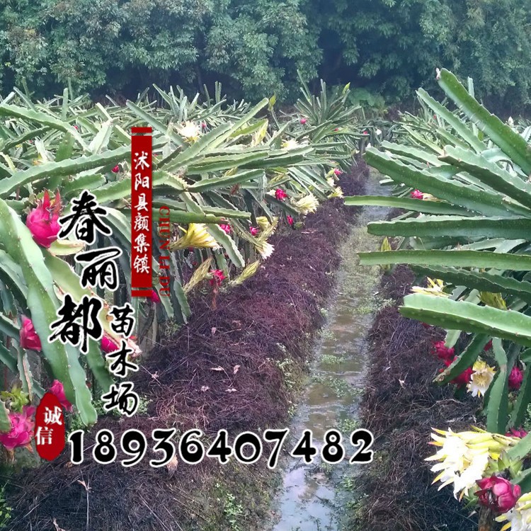 果樹苗 紅心 紅肉 紫肉 帶根發(fā)貨 火龍果苗 4年苗 當(dāng)年結(jié)果