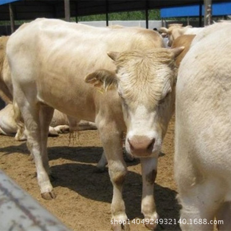 西門塔爾牛肉牛 夏洛萊黃牛肉牛/牛犢 歡迎來電洽談 量大從優