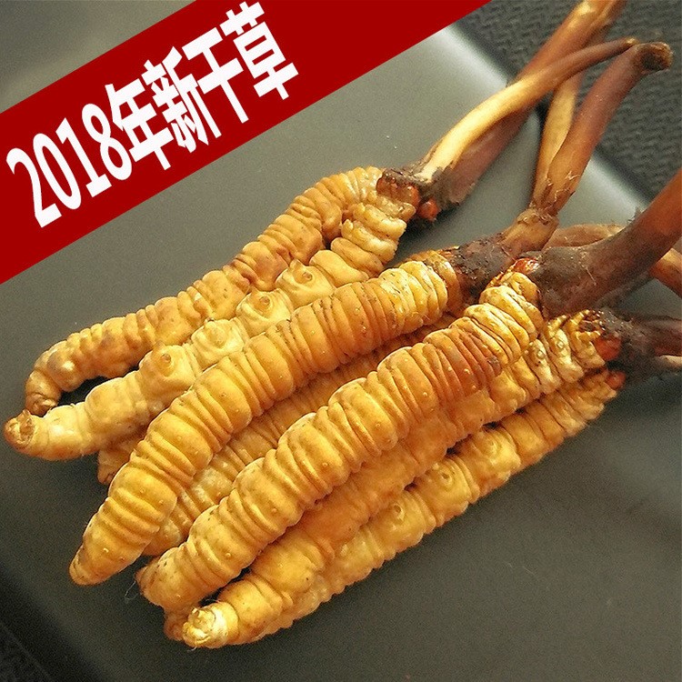 青海玉樹(shù)產(chǎn)地直銷(xiāo)2018年新鮮干冬蟲(chóng)夏草 野生蟲(chóng)草2根一克 順豐