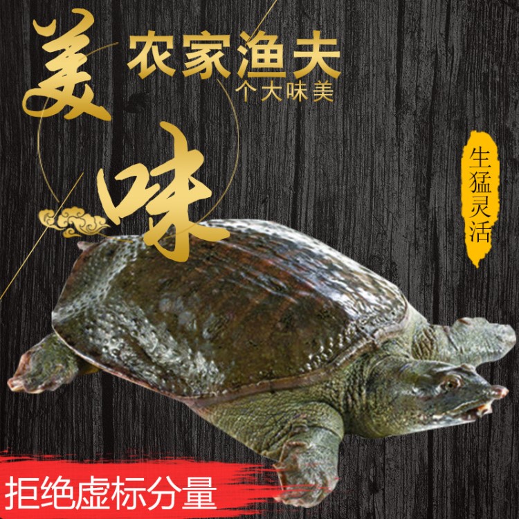 野生甲魚五年活體生態(tài)有機中華鱉3.5-4斤團魚水魚鮮香味美