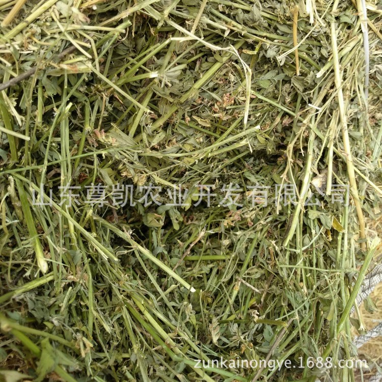 2019年1茬苜蓿草捆現(xiàn)貨 優(yōu)級(jí)紫花苜蓿草 草綠質(zhì)量好蛋白高直銷