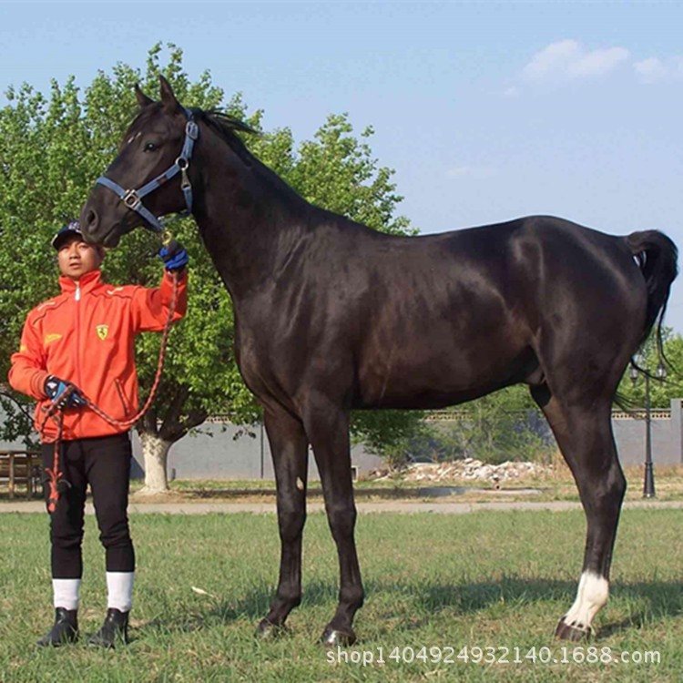 騎乘馬養(yǎng)馬場供應 乘騎矮馬匹 阿拉伯馬飼養(yǎng)馴服技術(shù) 馬匹養(yǎng)馬場