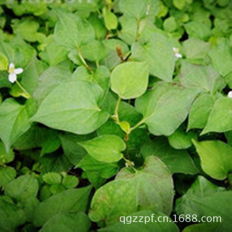 魚腥草根莖種苗 折耳根蕺菜 野菜易種盆栽