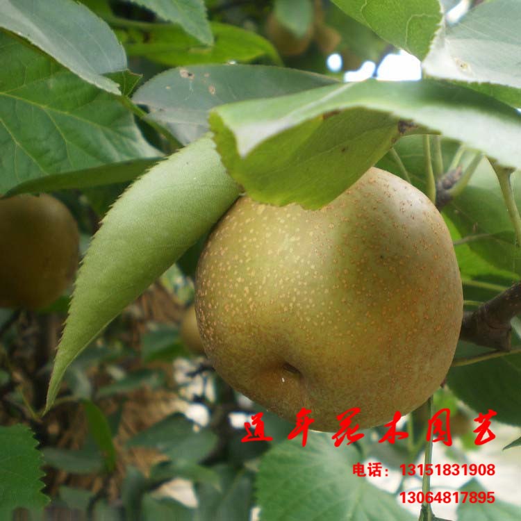 低價(jià)銷售梨樹(shù)苗廠家直銷梨樹(shù)苗 大量現(xiàn)貨出售梨樹(shù)苗 梨樹(shù)苗基地