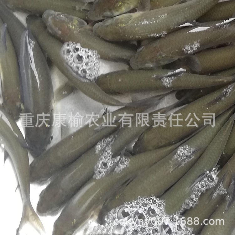 清波青魚黃辣丁胭脂草魚等魚苗重慶四川貴州昭通隴南安康可送貨