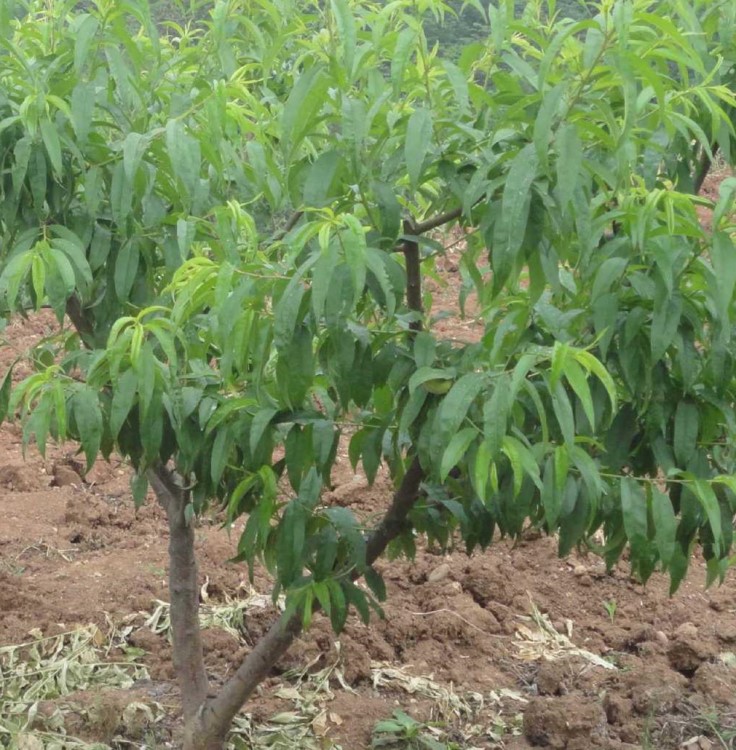 晚熟冬桃苗量大批發(fā)溫室露天種植豐產(chǎn)抗病害嫁接桃樹苗現(xiàn)貨量足