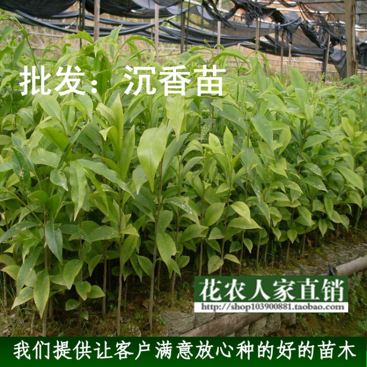 沉香苗盆栽植物 奇楠沉香沉香樹苗 植物室內(nèi)綠化白木香