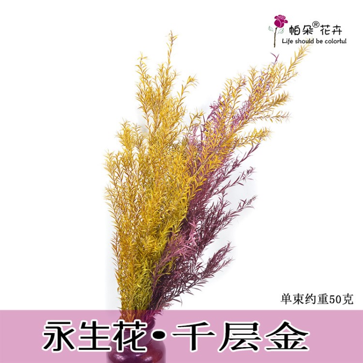 千層金永生花自然干花花束真花家居裝飾花藝插花材永生保鮮花批發(fā)