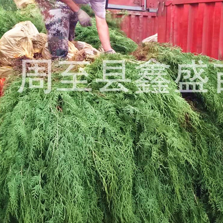 工程苗木營養缽側柏批發基地降價處理1米高側柏苗木